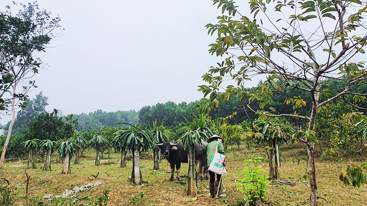 Khu đất Phú Cường mua của ông Khổng vẫn là vườn tạp.