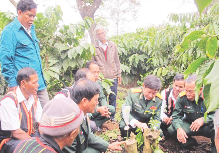 Cán bộ Công ty TNHH MTV Cà-phê 15 (Quân khu 5) hướng dẫn đồng bào dân tộc thiểu số Khu Kinh tế-Quốc phòng Cư M'Gar kỹ thuật ghép chồi tái canh cà-phê. (Ảnh BAN KINH TẾ, BỘ QUỐC PHÒNG)