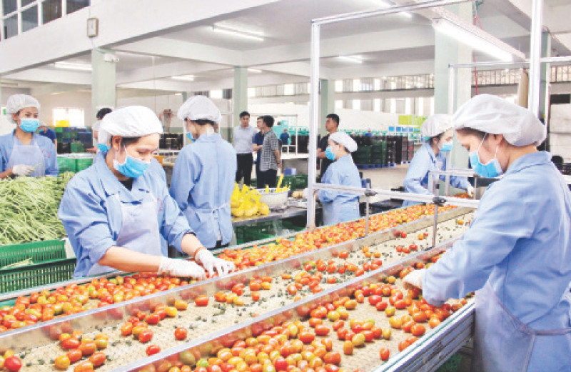 Lựa chọn, phân loại nông sản của các đơn vị liên kết sản xuất tại Công ty TNHH Sản xuất và Thương mại nông sản Phong Thúy (huyện Đức Trọng, Lâm Đồng).