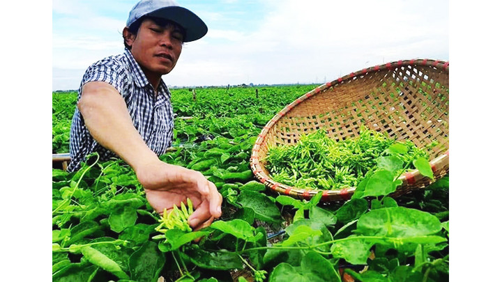 Ngày nào anh Thơ cũng dành thời gian chăm sóc khu vườn hoa thiên lý của mình.