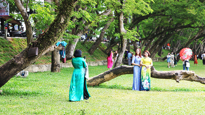 Người dân chụp ảnh dưới tán cây sưa.