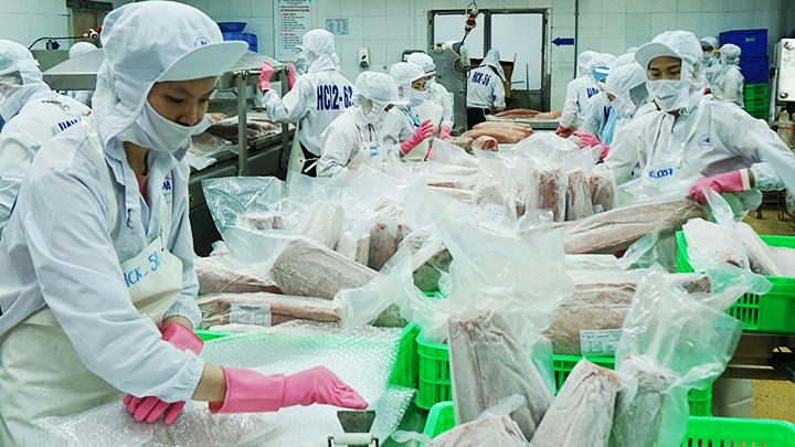 Chế biến cá ngừ xuất khẩu. Ảnh: NGUYỄN NAM