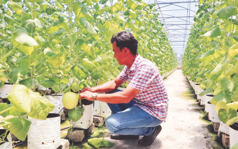 Mô hình trồng dưa lưới ở thị trấn Phúc Thọ, huyện Phúc Thọ, TP Hà Nội. (Ảnh Nguyễn Mai)