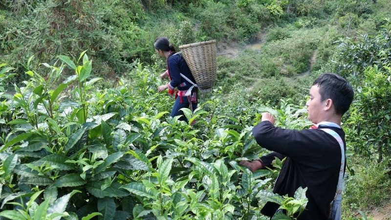 Đồng bào dân tộc Dao thôn Phìn Hồ, xã Thông Nguyên, huyện Hoàng Su Phì (Hà Giang) thu hái chè Shan tuyết.