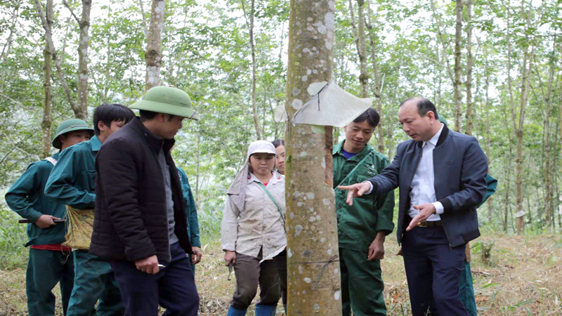 Công ty cổ phần cao su Lai Châu 2 luôn bảo đảm đầy đủ chính sách bảo hiểm bảo vệ quyền lợi cho người lao động.