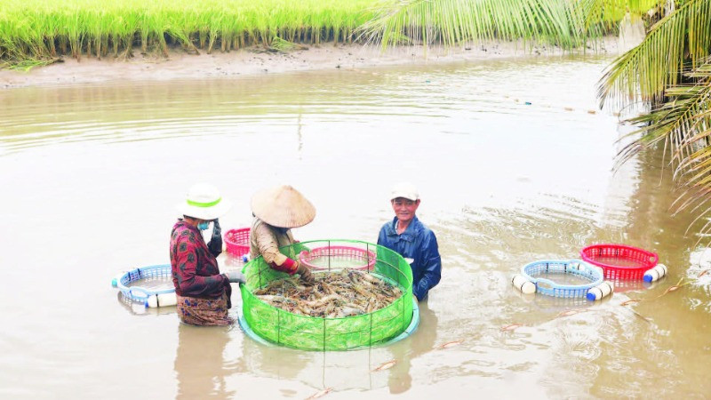 Trồng lúa kết hợp nuôi tôm càng xanh, mô hình sản xuất nông nghiệp sạch, thân thiện với môi trường của huyện Châu Thành, tỉnh Trà Vinh.