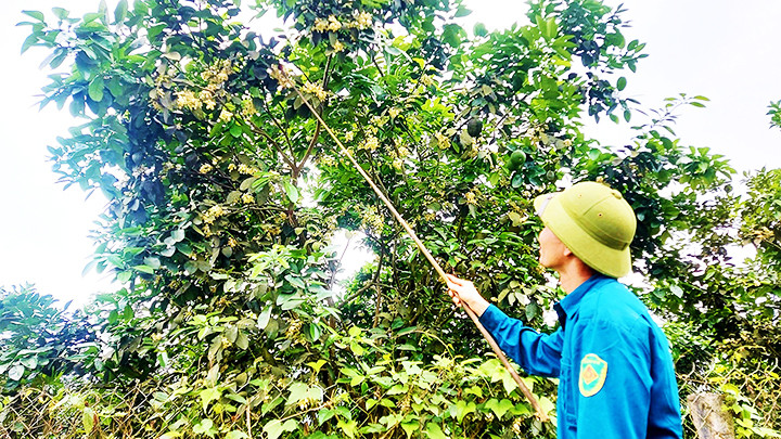 Người dân xã Kim Hóa (Quảng Bình) thụ phấn cho hoa bưởi.