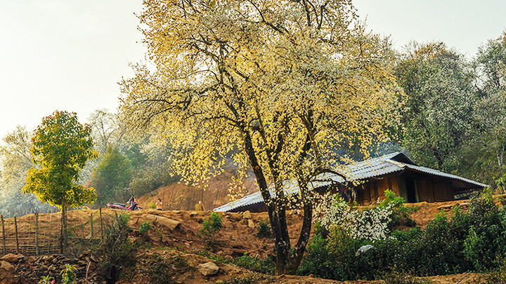 Tinh khôi mùa sơn tra