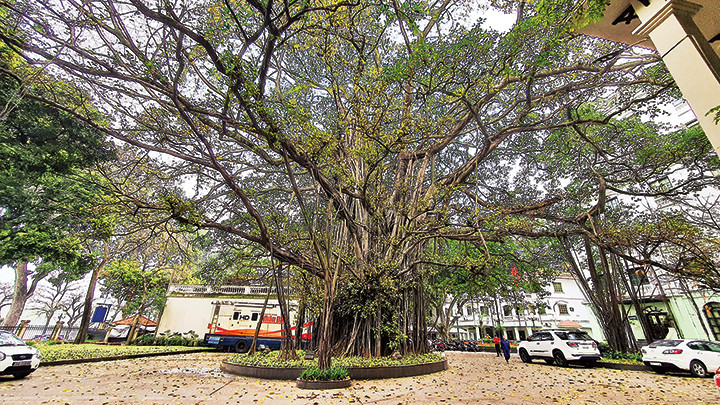 Cây đa hơn 300 tuổi trong khuôn viên tòa soạn Báo Nhân Dân. Ảnh: KHIẾU MINH