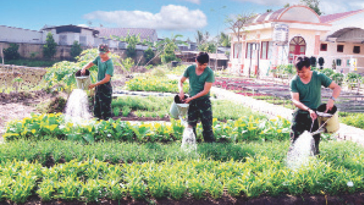 Đại đội Trinh sát cơ giới tăng gia sản xuất.