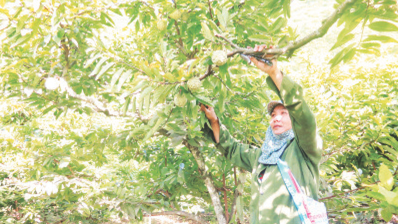 Người dân thôn Làng Ngũa, xã Chi Lăng, huyện Chi Lăng thu hoạch na.