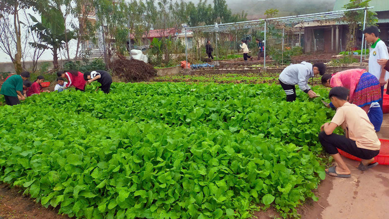 Vườn rau của học sinh Trường Phổ thông dân tộc bán trú Tiểu học và Trung học cơ sở Nậm Ngà.