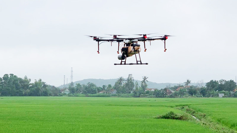 Ứng dụng thiết bị bay không người lái chăm sóc lúa trên cánh đồng của Hợp tác xã dịch vụ nông nghiệp Hòa Quang Bắc, huyện Phú Hòa.