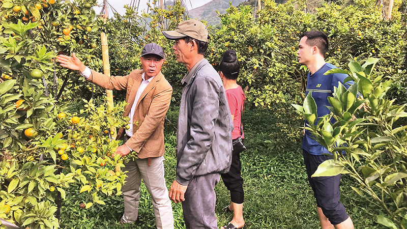 Anh Từ Văn Sảng (bên trái) tư vấn kỹ thuật chăm sóc cam cho người dân xã Chiềng Ban, huyện Mai Sơn, tỉnh Sơn La.