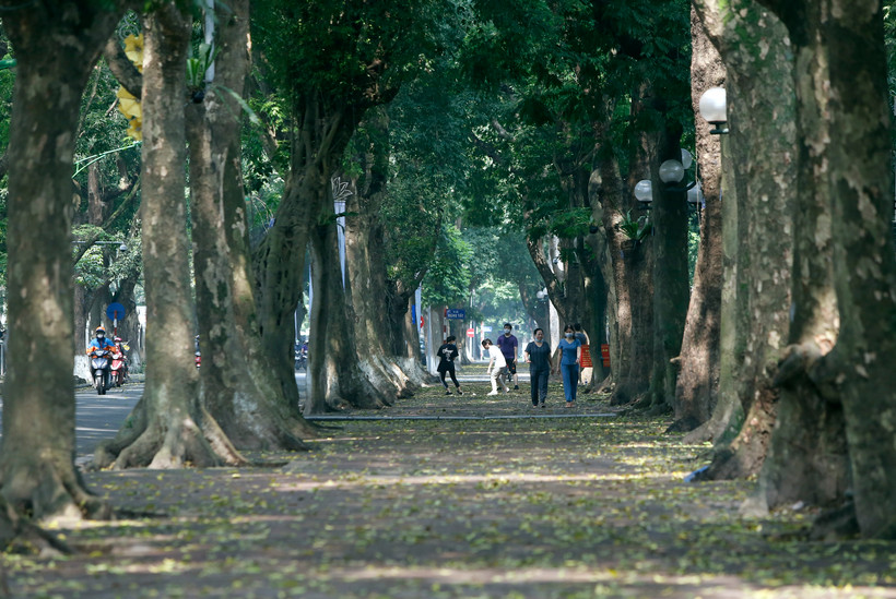 Hàng sấu trên phố Phan Đình Phùng. Ảnh: ANH QUÂN