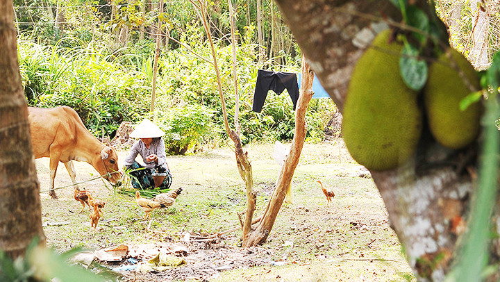 Đâu đó quê nhà