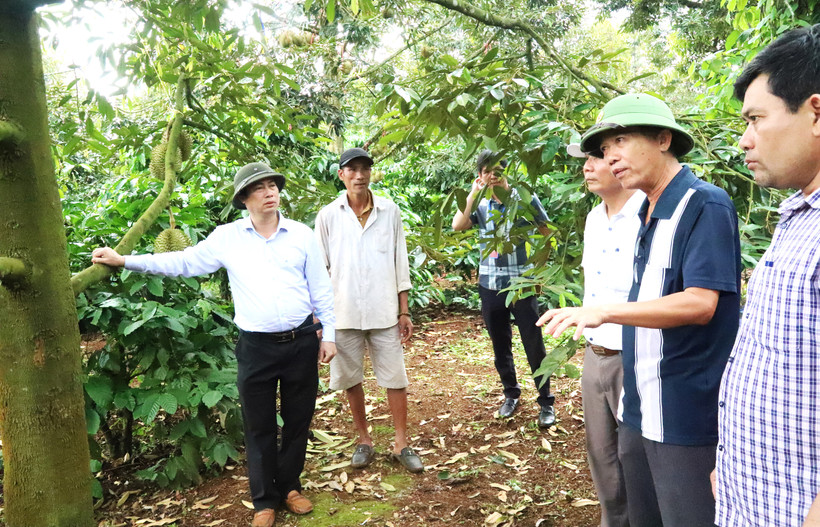 Lãnh đạo huyện Krông Pắc trực tiếp kiểm tra, chỉ đạo các ngành chức năng bảo đảm an ninh trật tự giúp người dân yên tâm thu hoạch sầu riêng.