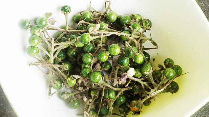 Trái cà đắng vừa hái.