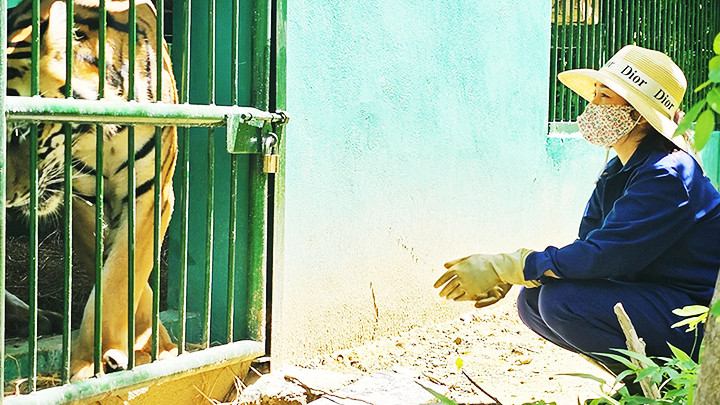 Với bác sĩ thú y Trần Thị Lệ, con hổ tên Đô có phần thiện cảm hơn.