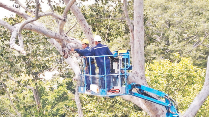 Cắt tỉa và chằng buộc hàng nghìn cây cổ thụ trước mùa mưa bão tại Công viên Tao Đàn. (Ảnh Thế Anh )