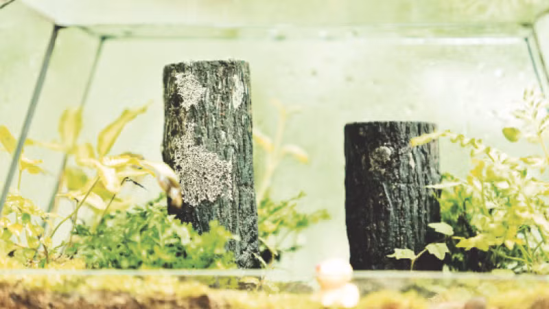 Hệ sinh thái một khu rừng mini.