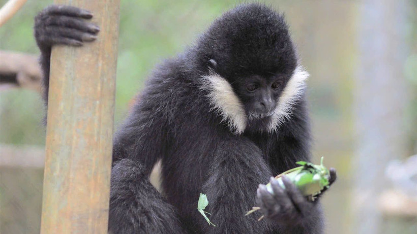 Cá thể vượn đen má trắng quý hiếm có tên là Mafia tại Trung tâm cứu hộ linh trưởng nguy cấp Cúc Phương (Ảnh: EPRC).
