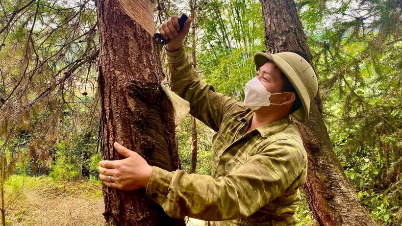 Người dân bên rừng thông khai thác lấy nhựa tại Lạng Sơn.