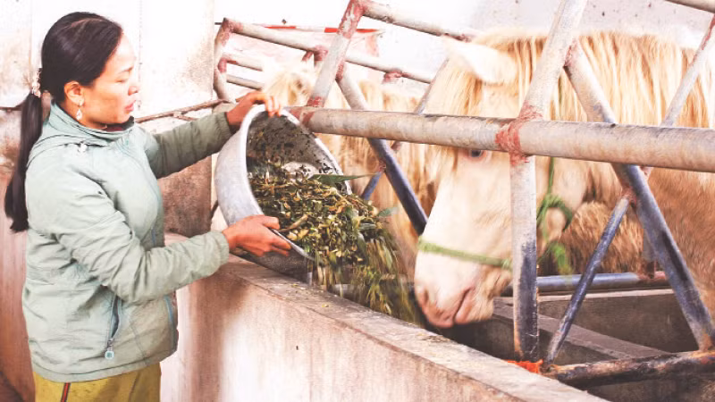 Ngựa bạch được người dân xóm Phẩm chăm sóc theo quy trình, hướng dẫn.