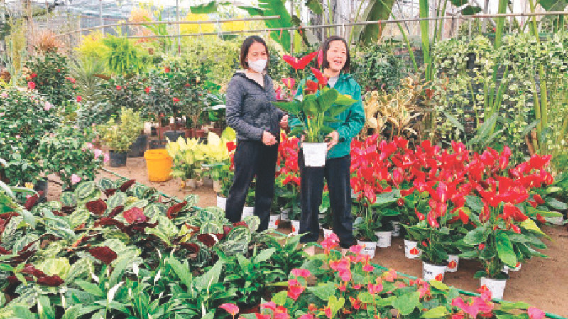 Nông dân xã Xuân Quan, huyện Văn Giang, tỉnh Hưng Yên, chuyển đổi sang trồng hoa cho thu nhập cao.