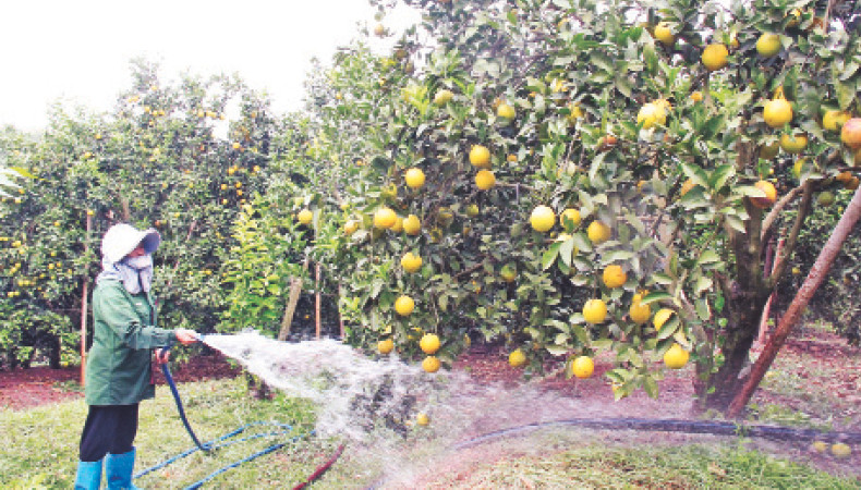 Nhờ sử dụng các loại phân bón hữu cơ cho nên vườn cam của gia đình ông Trịnh Sư Hòa tại xã Kiên Lao phát triển tốt.