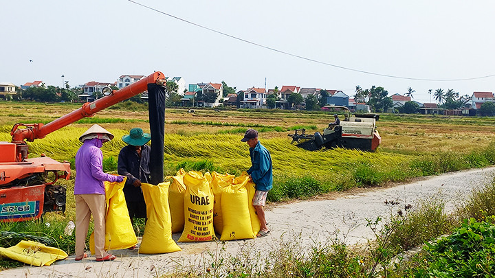 Mùa gặt rộ trên những cánh đồng ở Hội An.