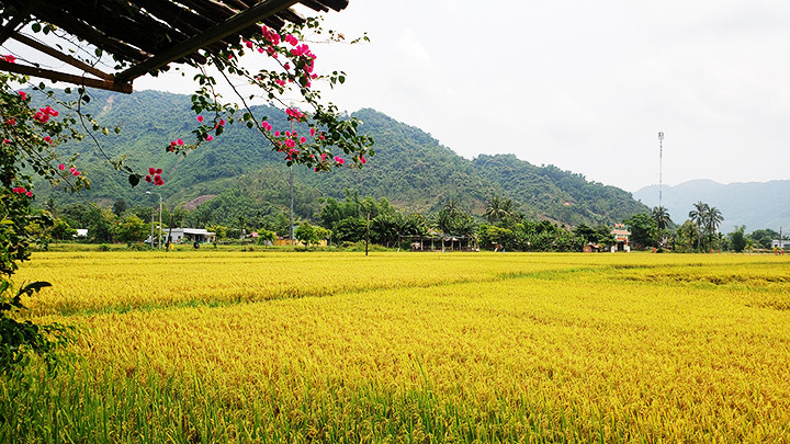 Về Hòa Bắc mùa lúa chín