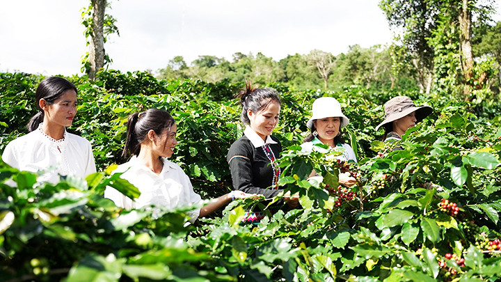 Nhiều vườn cà-phê ở Hướng Hóa đã thành điểm đến du lịch.