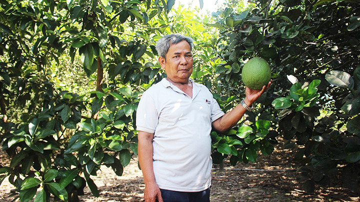 Ông Cao Dáng bên vườn bưởi da xanh ông tiên phong trồng và vận động người dân làm theo.