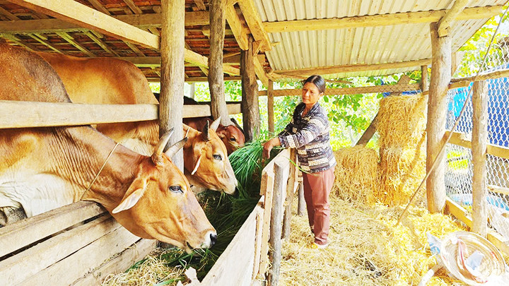 Chị Đinh Thị Eo mạnh dạn vay vốn để phát triển kinh tế gia đình.