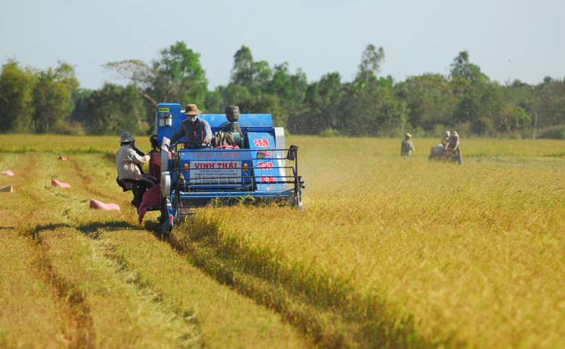 Giá lúa nguyên liệu tăng cao đã góp phần tăng thu nhập cho nông dân đồng bằng sông Cửu Long.