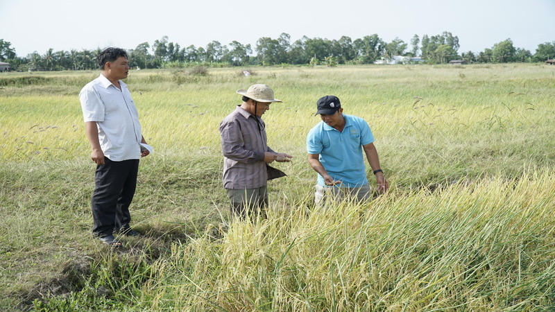 Nông dân đẩy mạnh sản xuất các giống lúa chất lượng cao để tăng giá bán. 