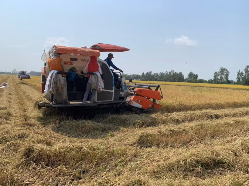 Việt Nam đang đẩy mạnh sản xuất, thu hoạch lúa, bảo đảm nguồn cung trong nước và xuất khẩu. 