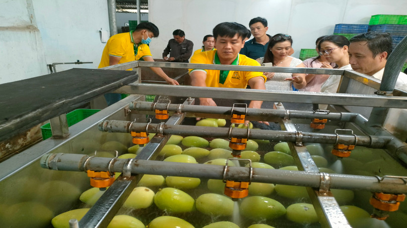 Sơ chế xoài xuất khẩu tại Công ty TNHH Kim Nhung, thành phố Cao Lãnh, tỉnh Đồng Tháp.