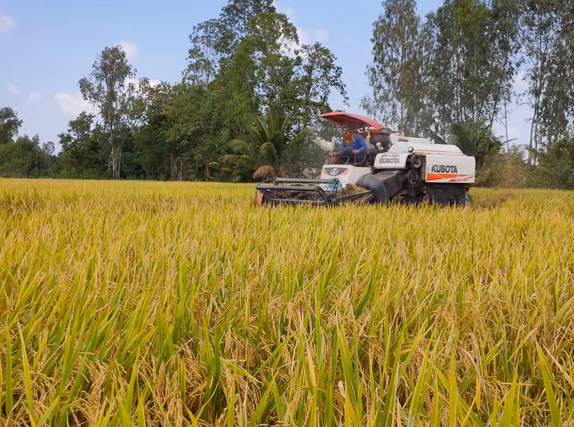 Thu hoạch lúa tại xã Mỹ Đông, huyện Tháp Mười, tỉnh Đồng Tháp.