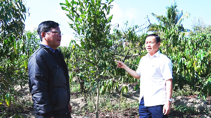 Lãnh đạo huyện Đăk Hà khảo sát việc phát triển diện tích cây mắc-ca trồng xen trong vườn cà-phê già cỗi.