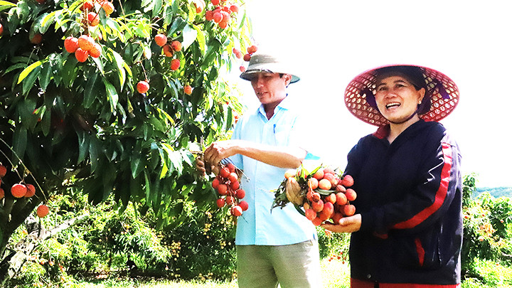 Bà Lê Thị Hải ở thôn 10, xã Ea Sar, huyện Ea Kar vui mừng vì vải năm nay vừa được mùa, được giá.