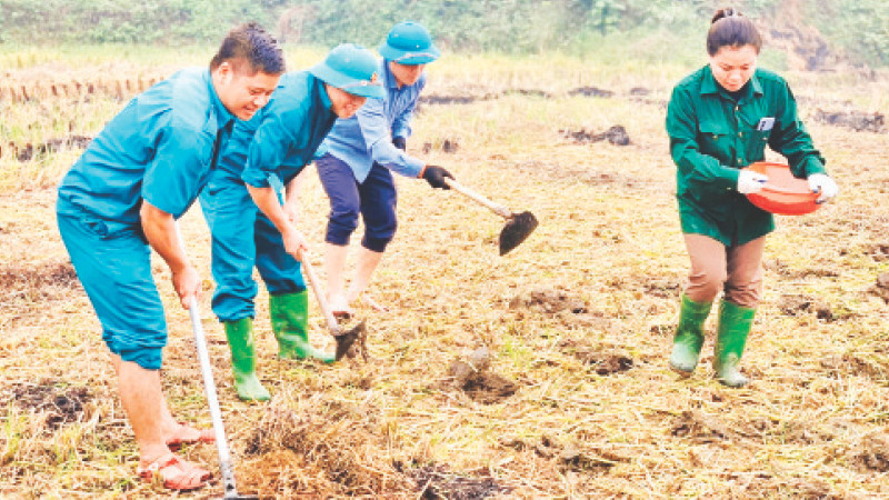 Nông dân huyện Văn Yên (Yên Bái) trồng ngô trên đất hai vụ lúa.
