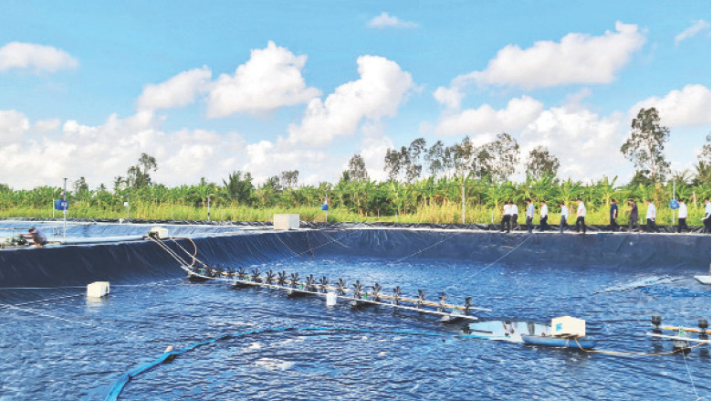 Ao nuôi tôm siêu thâm canh tuần hoàn nước khép kín tại xã Hưng Mỹ, huyện Cái Nước, tỉnh Cà Mau. Ảnh: Hữu Tùng