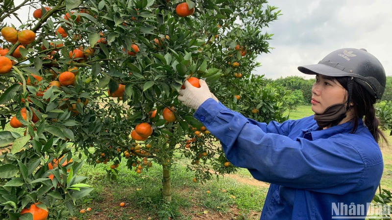 Cây ăn quả là mũi nhọn trong phát triển kinh tế của tỉnh Hòa Bình.