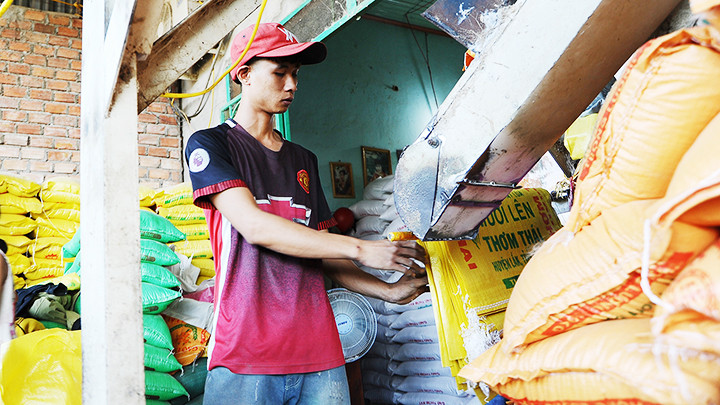 Doanh nghiệp thu mua, đóng bao gạo xuất khẩu. Ảnh: SONG ANH