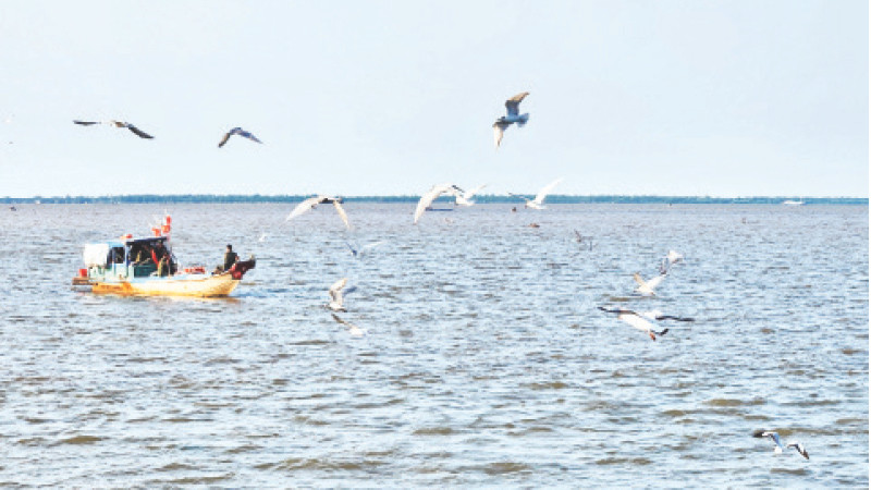 Chim hải âu chao liệng cánh săn mồi ở cửa biển thành phố Rạch Giá, tạo nên khung cảnh tuyệt đẹp.