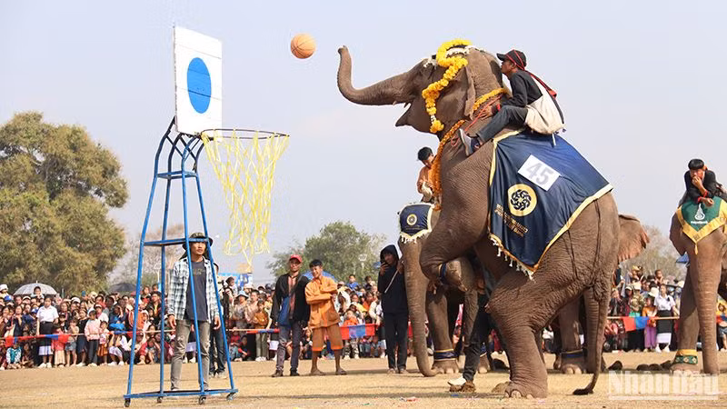 Voi thi đấu bóng rổ, một trong những tiết mục biểu diễn đặc sắc tại lễ khai mạc. (Ảnh: Trịnh Dũng)