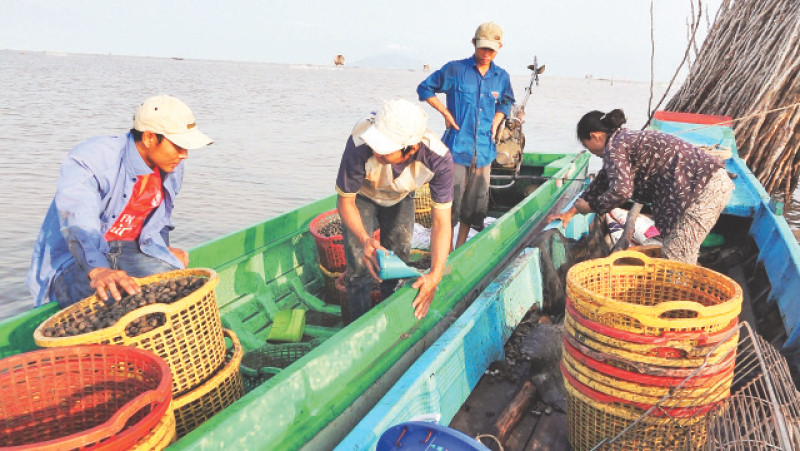 Thu hoạch sò huyết ở xã Nam Yên, huyện An Biên.