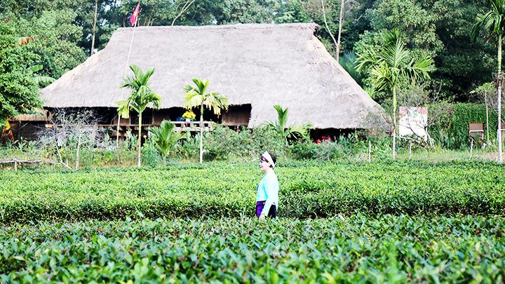 Bước lên đồi chè